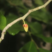 Miliusa zeylanica Gardner ex Hook.f. & Thomson