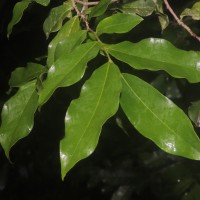 Miliusa zeylanica Gardner ex Hook.f. & Thomson