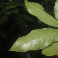Miliusa zeylanica Gardner ex Hook.f. & Thomson