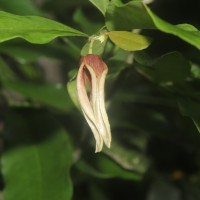 Miliusa zeylanica Gardner ex Hook.f. & Thomson