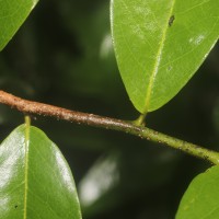 Miliusa zeylanica Gardner ex Hook.f. & Thomson