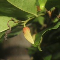 Miliusa zeylanica Gardner ex Hook.f. & Thomson