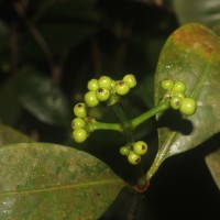 Psychotria nigra var. nigra
