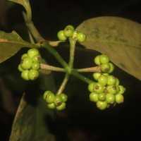 Psychotria nigra var. nigra