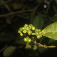 Psychotria nigra var. nigra