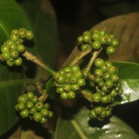 Psychotria nigra var. nigra