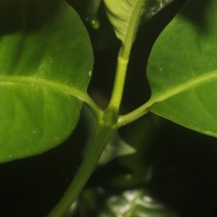 Psychotria nigra var. nigra