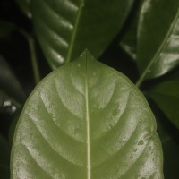 Psychotria nigra var. nigra