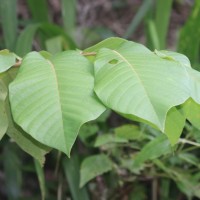 Uvaria littoralis (Blume) Blume