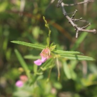 Impatiens oppositifolia L.