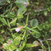 Impatiens oppositifolia L.