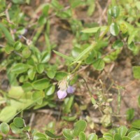 Impatiens oppositifolia L.