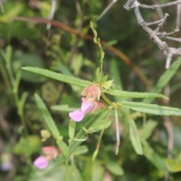 Impatiens oppositifolia L.