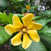 Gardenia crameri Tirveng.
