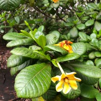 Gardenia crameri Tirveng.
