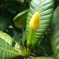 Gardenia crameri Tirveng.