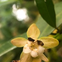 Tritaxis glabella var. glabella Thwaites