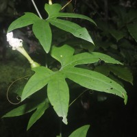 Trichosanthes bracteata (Lam.) Voigt