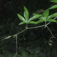 Trichosanthes bracteata (Lam.) Voigt