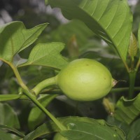 Trichosanthes bracteata (Lam.) Voigt