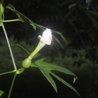 Trichosanthes bracteata (Lam.) Voigt