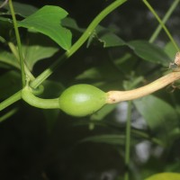 Trichosanthes bracteata (Lam.) Voigt