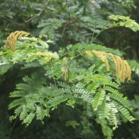 Senegalia caesia (L.) Maslin, Seigler & Ebinger