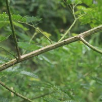 Senegalia caesia (L.) Maslin, Seigler & Ebinger
