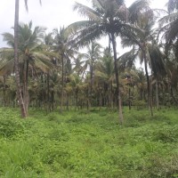Cocos nucifera L.