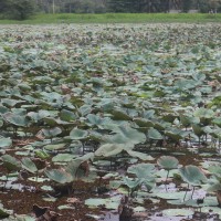 Nelumbo nucifera Gaertn.