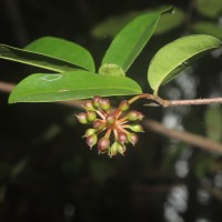Polyalthia suberosa (Roxb.) Thwaites