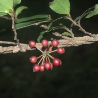 Polyalthia suberosa (Roxb.) Thwaites