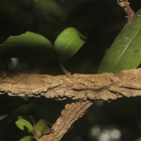 Polyalthia suberosa (Roxb.) Thwaites