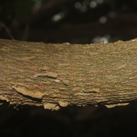 Polyalthia suberosa (Roxb.) Thwaites