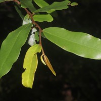 Polyalthia suberosa (Roxb.) Thwaites