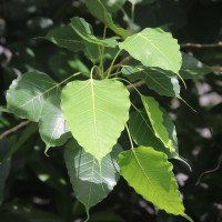 Ficus religiosa L.