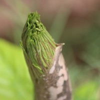 Amorphophallus paeoniifolius (Dennst.) Nicolson