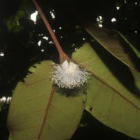 Eugenia haeckeliana Trimen