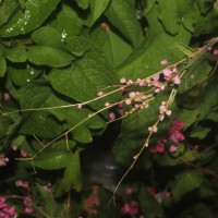 Antigonon leptopus Hook. & Arn.