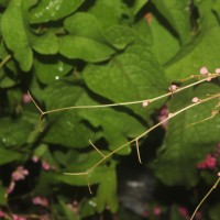 Antigonon leptopus Hook. & Arn.