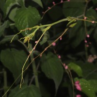 Antigonon leptopus Hook. & Arn.