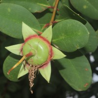 Sonneratia caseolaris (L.) Engl.