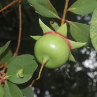 Sonneratia caseolaris (L.) Engl.