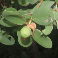 Sonneratia caseolaris (L.) Engl.
