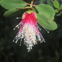 Sonneratia caseolaris (L.) Engl.