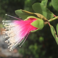 Sonneratia caseolaris (L.) Engl.