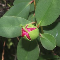 Sonneratia caseolaris (L.) Engl.