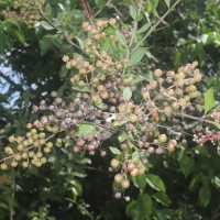 Lawsonia inermis L.