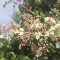 Lawsonia inermis L.
