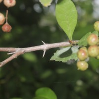 Lawsonia inermis L.